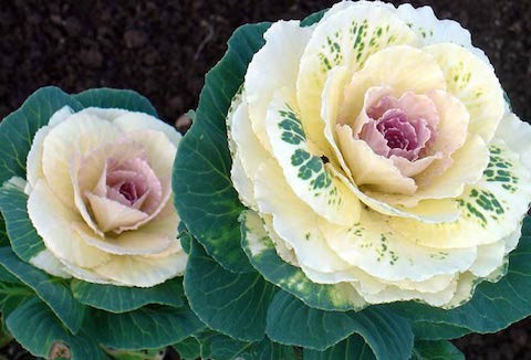 Theo chị Linh, loại hoa bắp cải này nhìn như cầu vồng đẹp mắt, có thể dùng trang trí ban công, hay cửa sổ...Nguồn ảnh: Facebook.