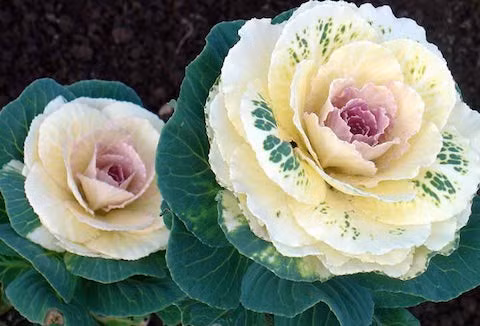 Theo chị Linh, loại hoa bắp cải này nhìn như cầu vồng đẹp mắt, có thể dùng trang trí ban công, hay cửa sổ...Nguồn ảnh: Facebook.