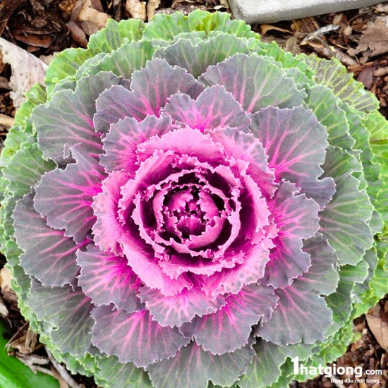 Do có màu sắc bắt mắt nên loại bắp cải màu sắc này được nhiều khách hàng mua về trang trí nhà. Người ít thì mua 2-3 chậu, người nhiều 4-5 chậu.