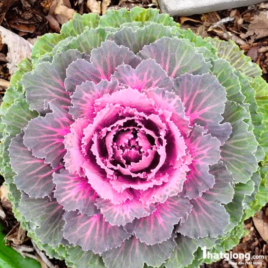 Do có màu sắc bắt mắt nên loại bắp cải màu sắc này được nhiều khách hàng mua về trang trí nhà. Người ít thì mua 2-3 chậu, người nhiều 4-5 chậu.