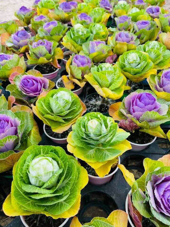 Giá bán lẻ mỗi chậu hoa bắp cải từ 100.000 - 120.000 đồng, bán sỉ dao động từ 40.000 - 60.000 đồng/chậu.