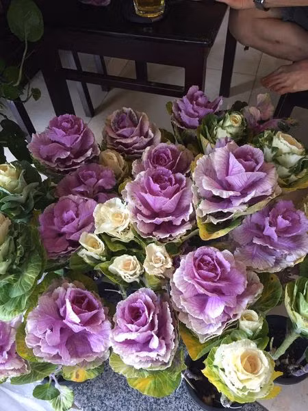 Bap cai sac mau chi em toi tap dat mua... ngam choi