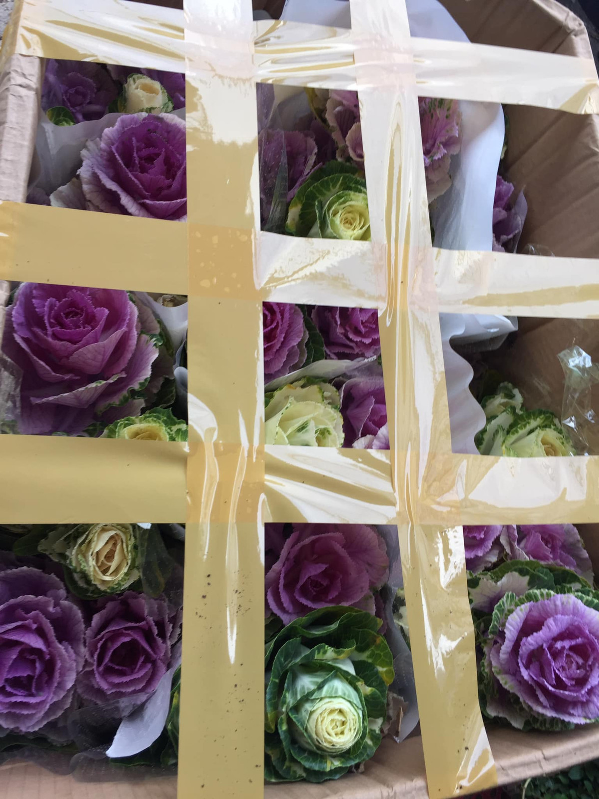 Từ giữa tháng 10 âm lịch, một số đầu mối bán bắp cải ở Lào Cai đã nhập loại bắp cải sắc màu này về phục vụ khách chơi Tết Dương lịch.