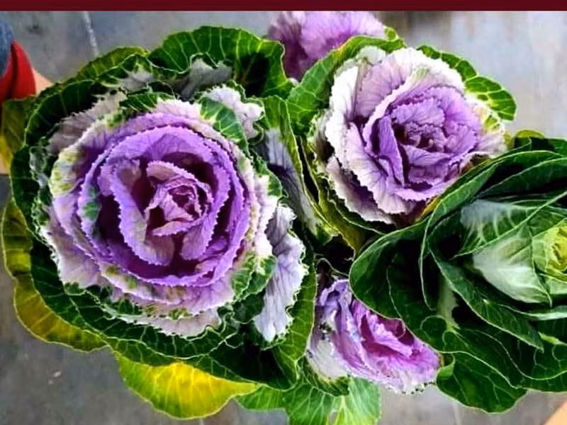 Lớp lá ngoài màu vàng, xanh, còn lá cải bên trong màu tím hồng hoặc đỏ, trắng rất bắt mắt. Nhìn cây bắp cải như một bông hoa rực rỡ.