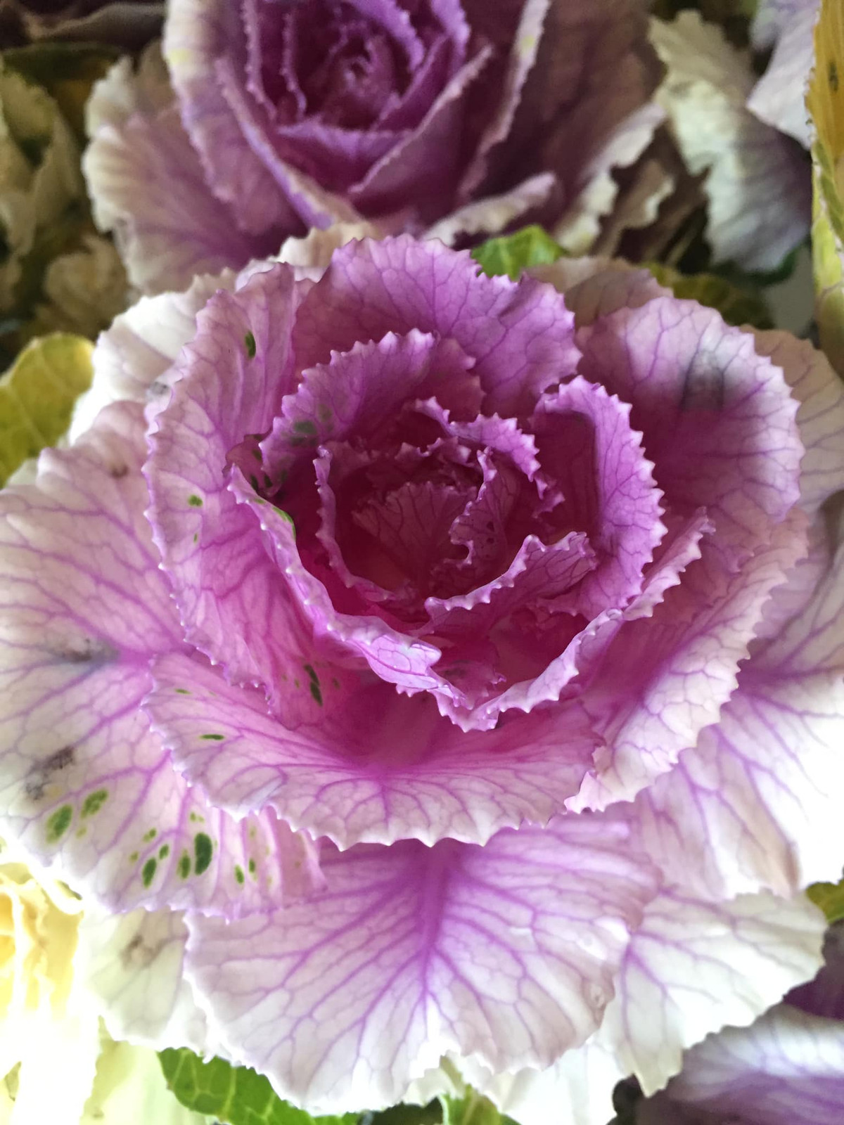 Những ngày gầ Tết Nguyên đán 2021, loại bắp cải này xuất hiện tràn ngập trên thị trường. Tuy nhiên, chúng chỉ để trang trí chứ không thể làm rau ăn.