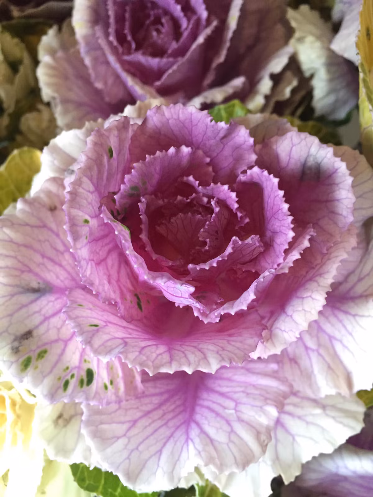 Những ngày gầ Tết Nguyên đán 2021, loại bắp cải này xuất hiện tràn ngập trên thị trường. Tuy nhiên, chúng chỉ để trang trí chứ không thể làm rau ăn.