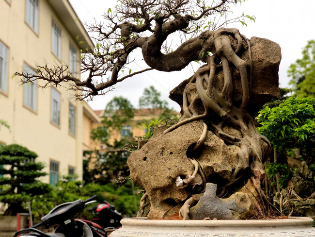 Thoạt nhìn, cây sanh chẳng có nhiều đặc biệt, nhưng giới đam mê sanh thế đánh giá rất cao về bộ rễ của nó. Ảnh: Dân Việt.