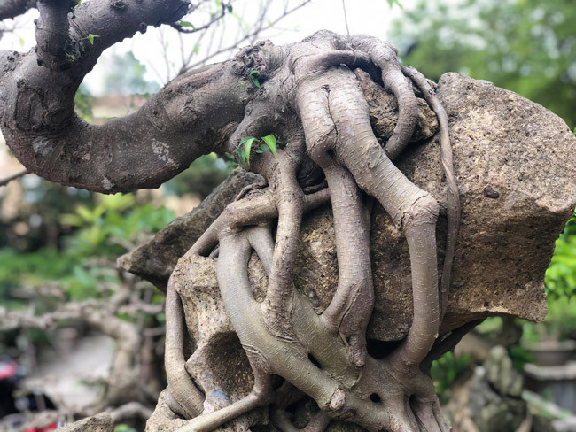 Dù tuổi đời của cây chỉ khoảng 50 năm nhưng đã được ký vào đá tới 20 năm. Ảnh: Dân Việt.