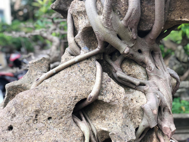 Rễ cây uốn từ hốc đá nọ sang hốc đá kia. Ảnh: Dân Việt.