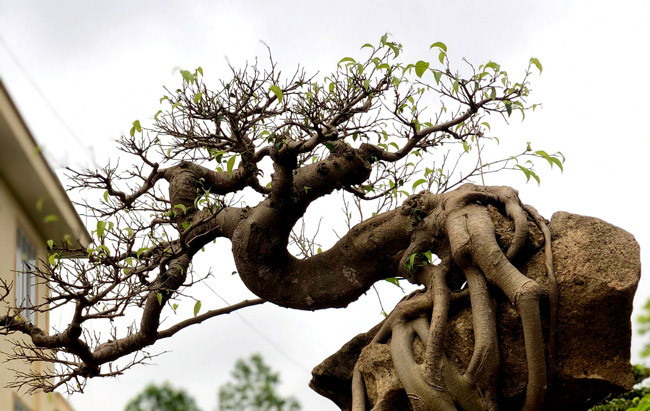 Được biết, cây sanh bám đá này được chủ nhân đưa ra mức giá 500 triệu đồng. Ảnh: Dân Việt.