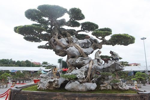 Từng rễ cây bám vào đá rất uyển chuyển, ăn ý với khối đá, tạo nên một tổng thể hài hòa. Ảnh: ĐSPL.