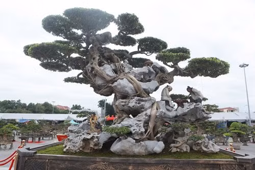 Từng rễ cây bám vào đá rất uyển chuyển, ăn ý với khối đá, tạo nên một tổng thể hài hòa. Ảnh: ĐSPL.