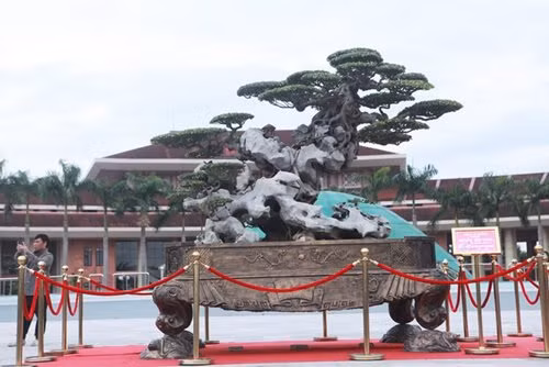 Tác phẩm sanh cổ "Phù Đổng Thiên Vương" của ông Nguyễn Trọng Trường (Trường "giấy"), được giới chơi cây cảnh coi là một trong những huyền thoại độc đáo trong làng cây Việt Nam. Ảnh: ĐSPL.