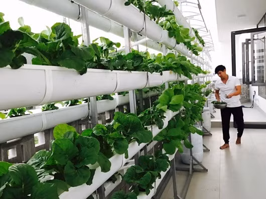 Vợ chồng Lý Hải - Minh Hà là một trong những sao Việt có sở thích trồng trọt. Trên tầng thượng trong căn biệt thự gia đình (quận 7, TP HCM), Ký Hải - Minh Hà trồng rau thủy canh với các loại rau dền, rau muống, xà lách...