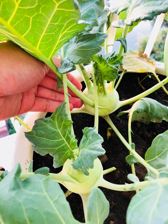 Có thời gian, gia đình Hải Băng thỉnh thoảng mới phải đi chợ mua rau vì luống cải ngọt, giàn bí đao, khổ qua xanh mướt. Nguồn ảnh: FBNV.