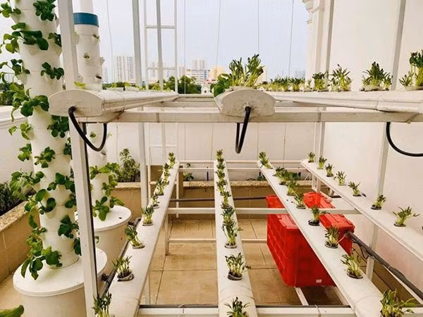 Vườn rau trên sân thượng nhà MC Đại Nghĩa trồng nhiều loại rau như cà chua, dưa leo, mướp, mồng tơi, salad, cải xanh, rau thơm các loại...