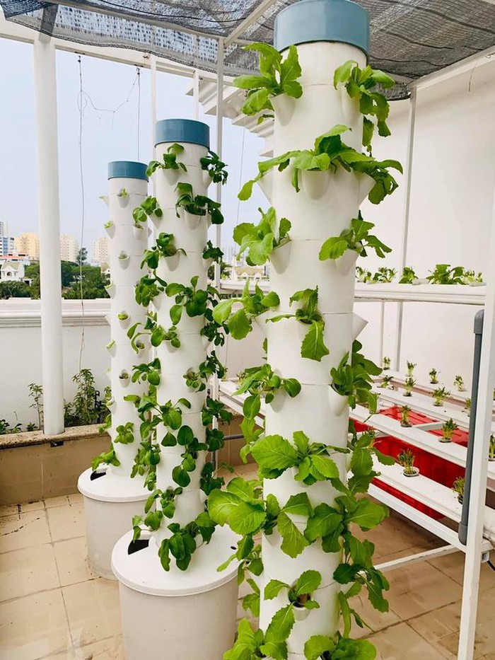 MC Đại Nghĩa cũng sở hữu vườn rau thủy canh trên tầng thượng do chính tay anh trồng và chăm sóc.