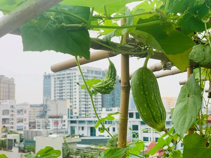 Bên cạnh mướp hương còn có cả mướp đắng.