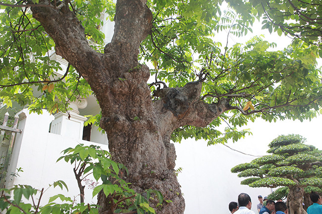 Mỗi năm, cây khế ra quả một lần, trĩu quả. Ảnh: Dân Việt.