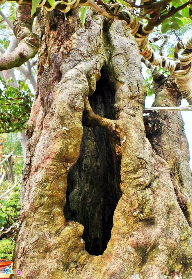 Trên thân 2 cây khế cổ có nhiều hang lớn, sâu. Ảnh: Zing.