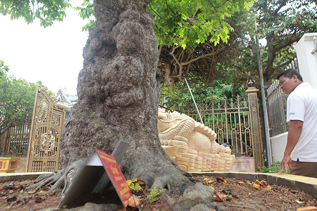 Toàn thân cây khế u cục, xù xì hoàn toàn tự nhiên, vỏ nhìn như da voi. Ảnh: Dân Việt.