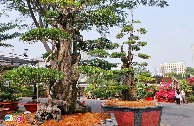 Tại hội hoa xuân Phú Mỹ Hưng (TP HCM) cách đây mấy năm, hai cây khế cổ thụ tuổi đời hơn 300 năm có thế "trực quân tử" được nghệ nhân Võ Phi Sơn định giá 15 tỷ đồng khiến mọi người sửng sốt. Ảnh: Zing.