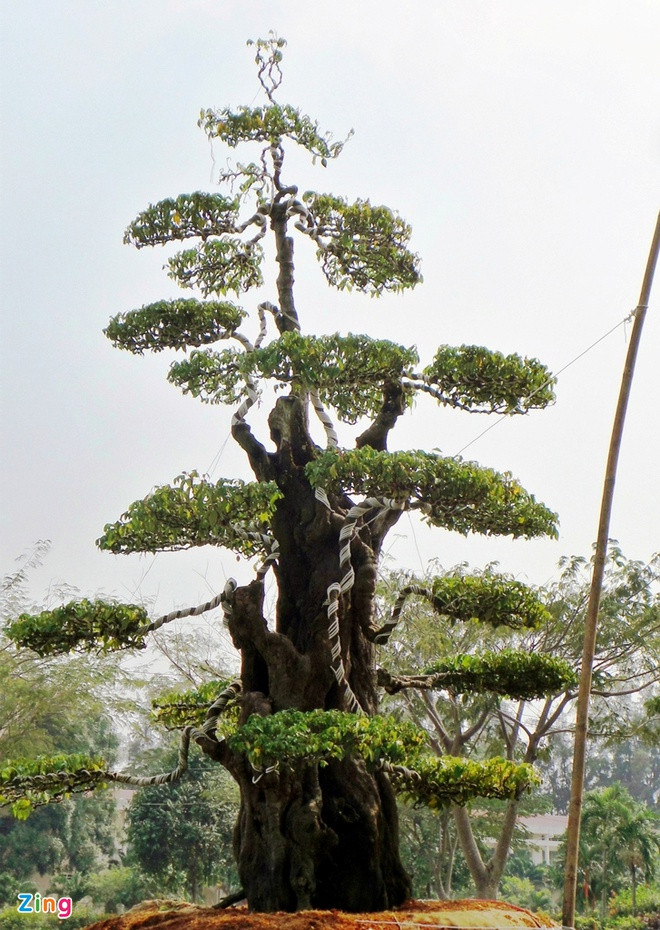 Cây có thế thẳng đứng, phong cách đĩnh đạc, cành nhánh ngay thẳng, gọn gàng, đường nét dứt khoát. Ảnh: Zing.