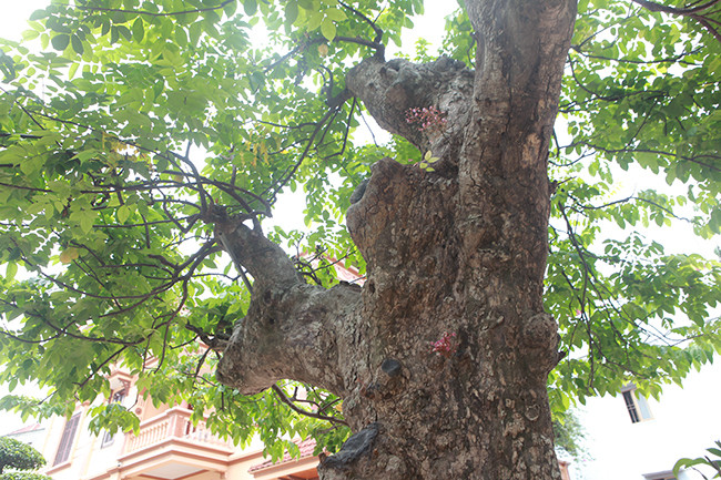 Nhiều năm trước, vị đại gia Phú Thọ mua tác phẩm khế cổ với giá gần 1 tỷ đồng, hiện tác phẩm có giá khoảng 3 tỷ đồng". Ảnh: Dân Việt.