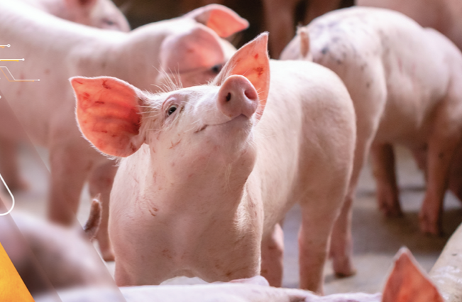 Hoang Anh Gia Lai bao lai quy 1 khung, vay no van ngat nguong-Hinh-4