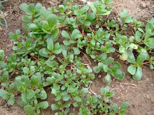 Thân có màu đỏ nhạt, dài 10 – 30cm, còn lá hình bầu dục dài, phía đáy lá hơi thót lại, không cuống. Phiến lá dày, mặt bóng, dài 2cm, rộng 8 – 14mm.