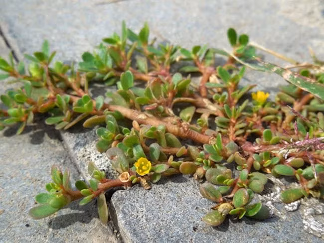 Khi ăn rau sam, người ta tìm thấy vị thanh dịu, chua nhẹ vô cùng đặc biệt