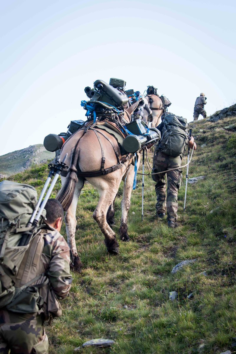 Ngoài ra, địa hình của khu vực núi cao ở châu Âu, cũng sẽ cung cấp đủ cỏ làm lương thực cho những "phương tiện vận tải" độc đáo này, giảm tải rất lớn cho gánh nặng hậu cần.