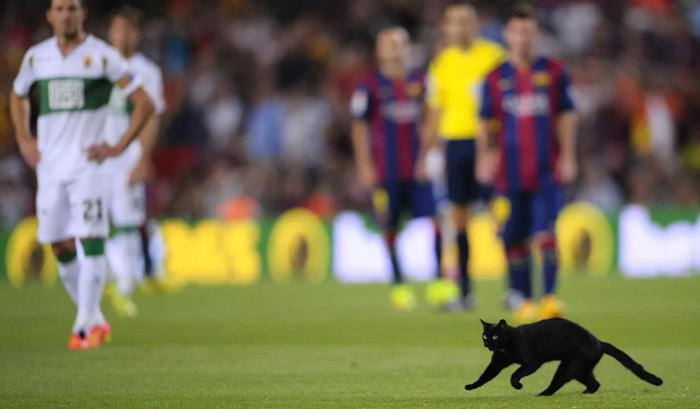 Con mèo chạy ngang qua sân vận động Camp Nou trong trận đấu bóng đá ở Barcelona, Tây Ban Nha. Ảnh: AP