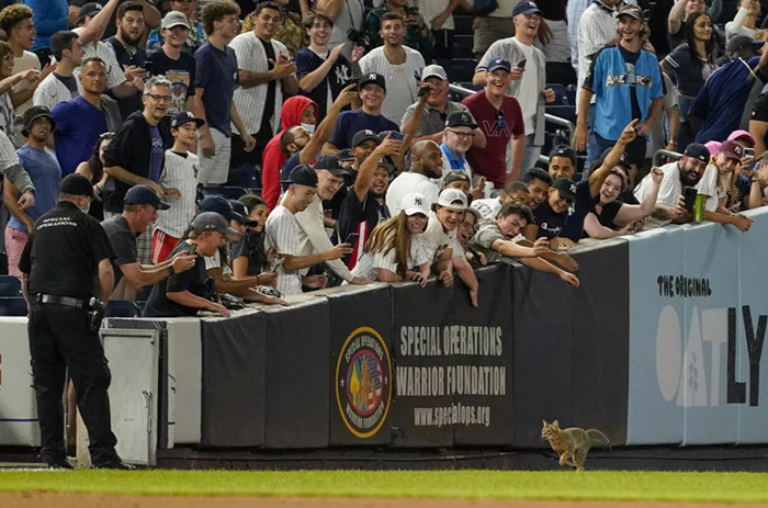 Người hâm mộ vui mừng trước chú mèo trên sân đấu bóng chày, Mỹ. Ảnh: AP