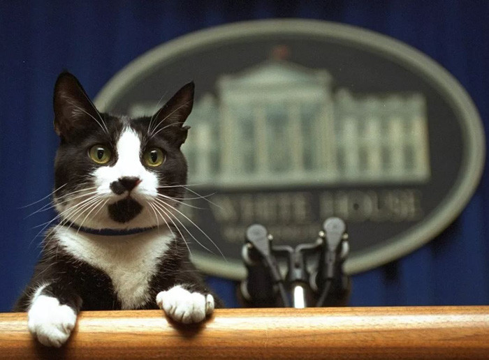Con mèo tên là Socks của cựu Tổng thống Mỹ Bill Clinton nhìn lên bục trong phòng họp của Nhà Trắng, Washington. Ảnh: AP