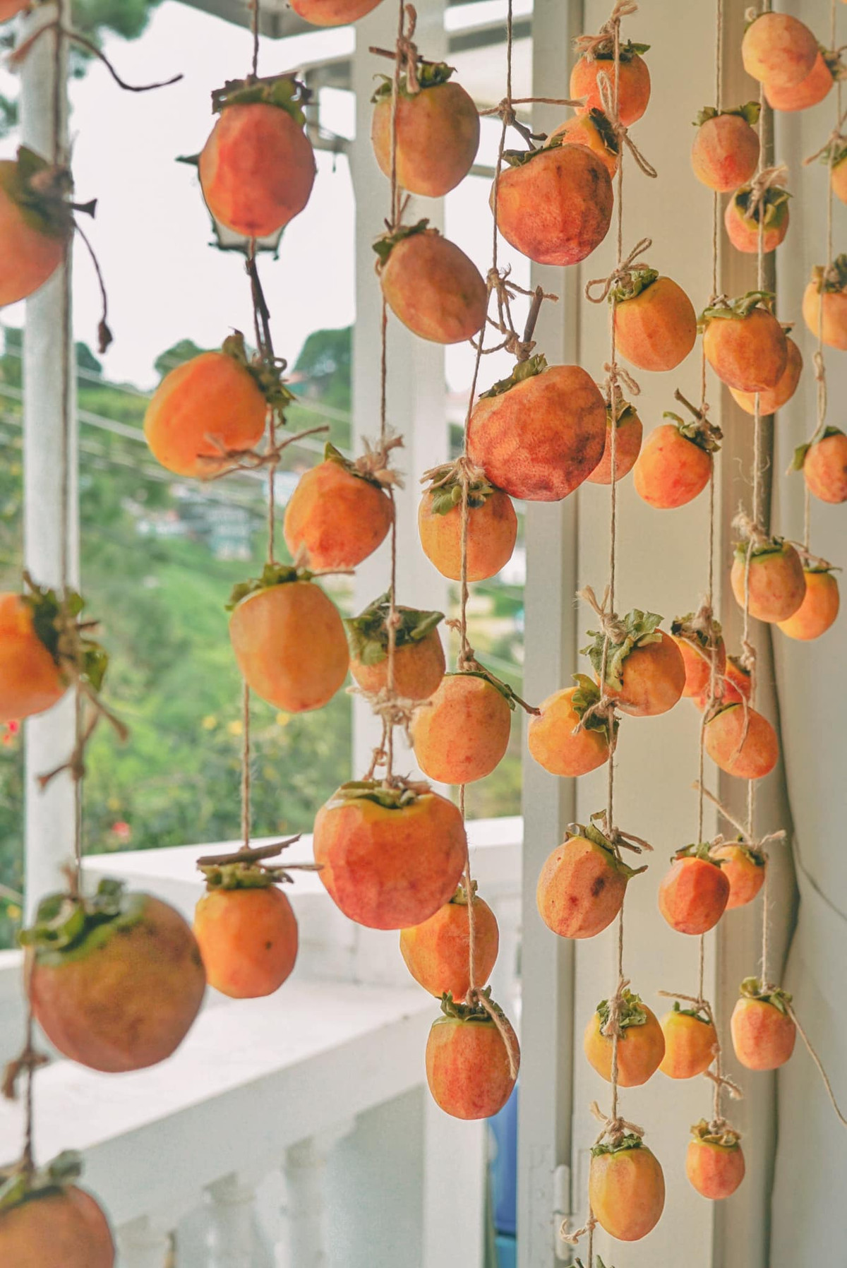 Dàn hồng treo gió càng ngắm càng mê của người vợ “bỏ phố về vườn“ - Hình 2 Dan hong treo gio cang ngam cang me cua nguoi vo “bo pho ve vuon“-Hinh-2