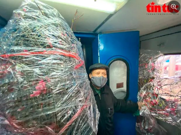 Ông Lê Trọng Hiếu đã chọn hoa đào Nhật Tân của Hà Nội để mang về thành phố Vinh đón Tết cùng gia đình.