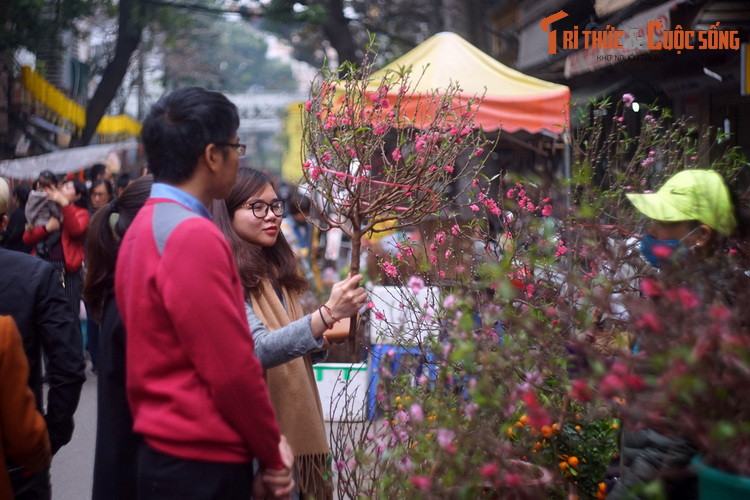 Cô gái chọn hoa đào Tết tại chợ Hàng Lược, khu chợ hoa có lịch sử lâu đời, chỉ họp vào dịp giáp Tết Nguyên Đán ở khu phố cổ Hà Nội.