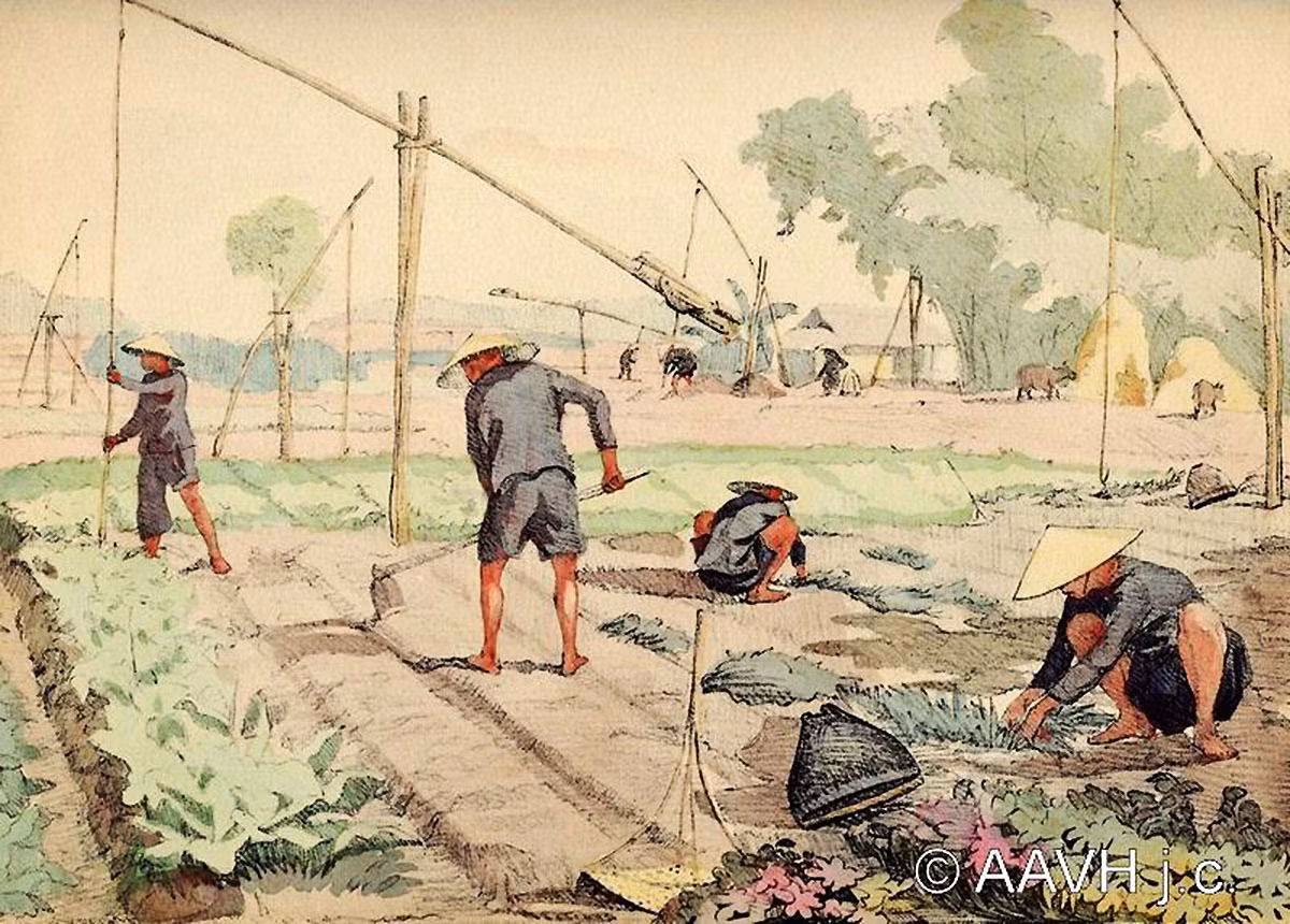 Nông dân trồng rau ở khu vực Bình Tây.