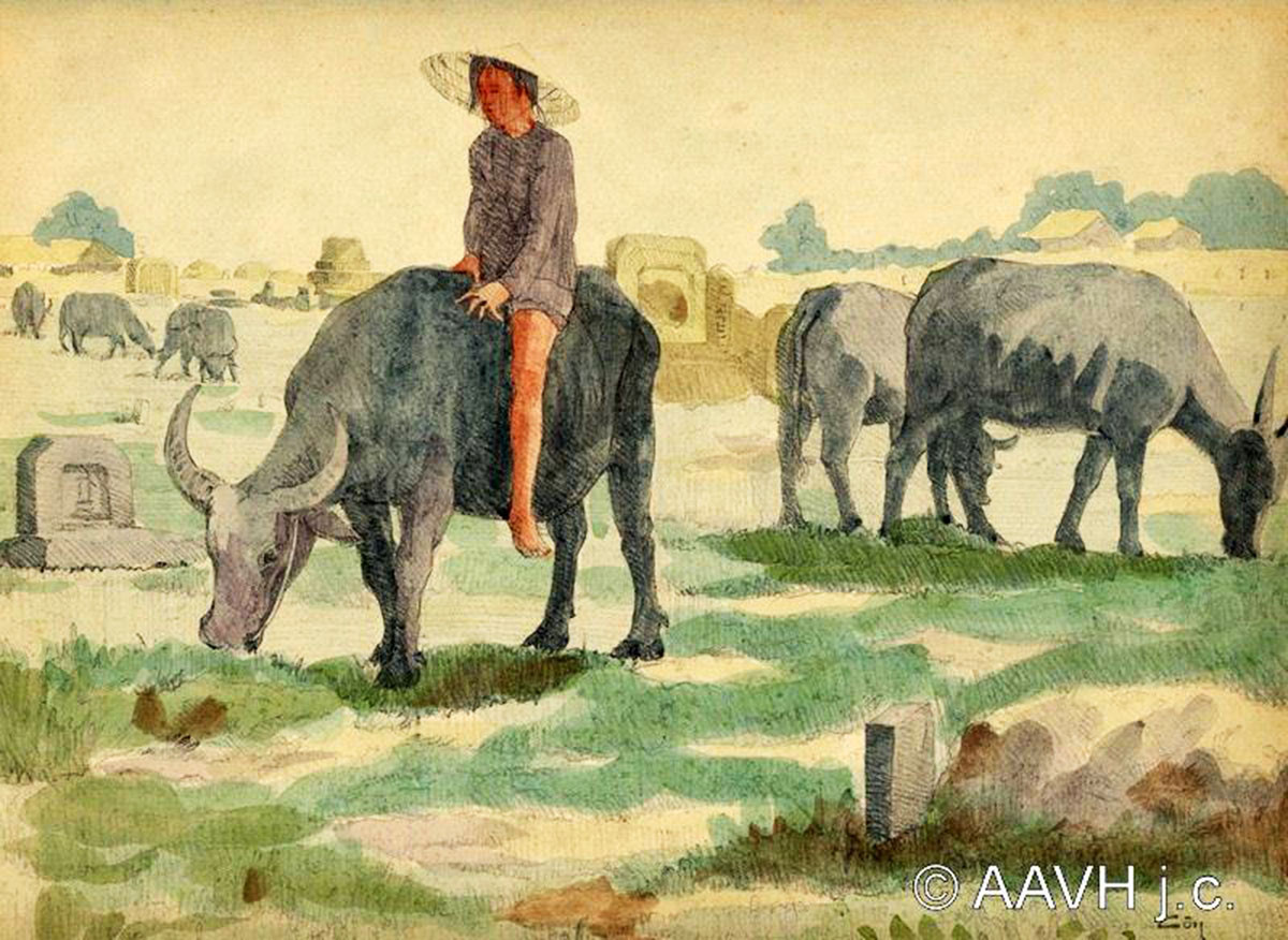 Đàn trâu ăn cỏ ở nghĩa trang.