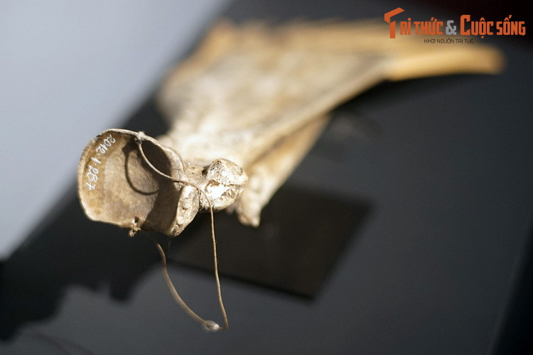 Họ sinh sống chủ yếu bằng nghề trồng lúa nước với cách thức canh tác quen thuộc của vùng Đông Nam Á...