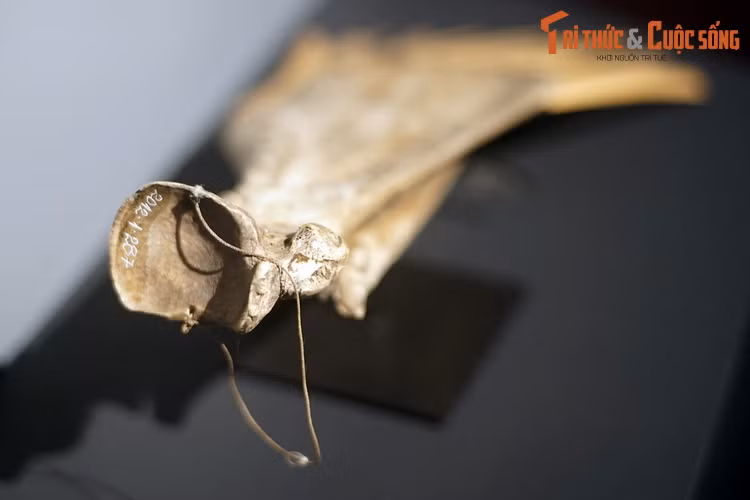 Họ sinh sống chủ yếu bằng nghề trồng lúa nước với cách thức canh tác quen thuộc của vùng Đông Nam Á...