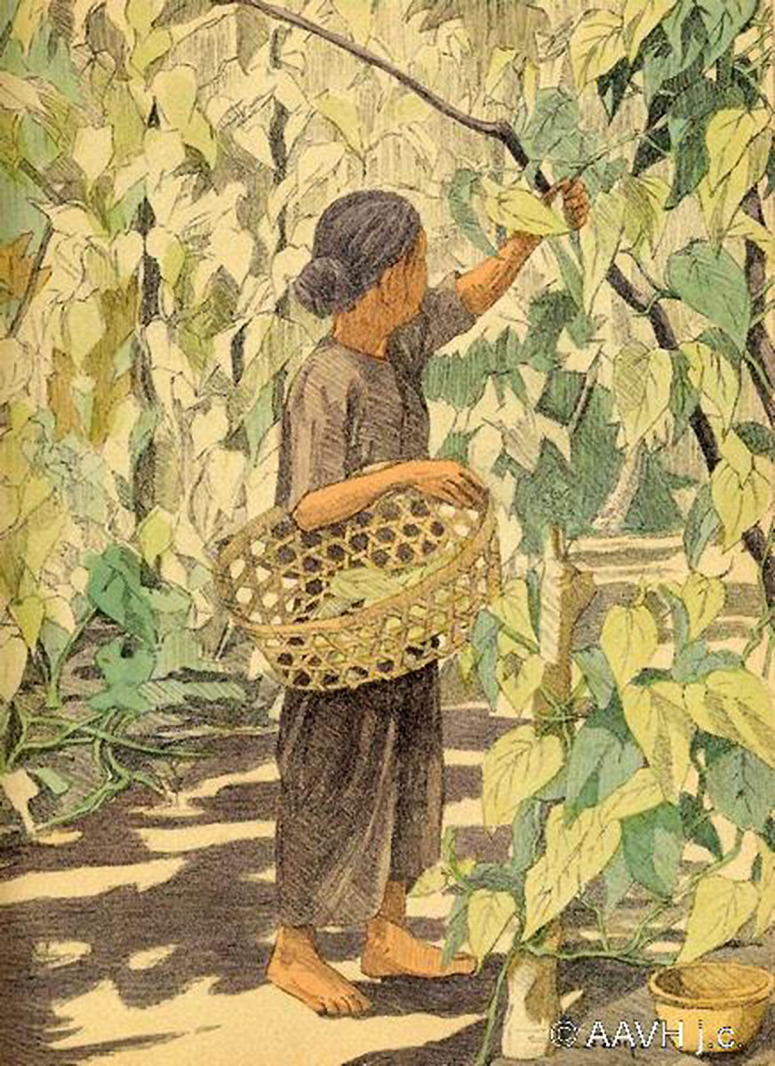 Bà lão hái lá trầu không.