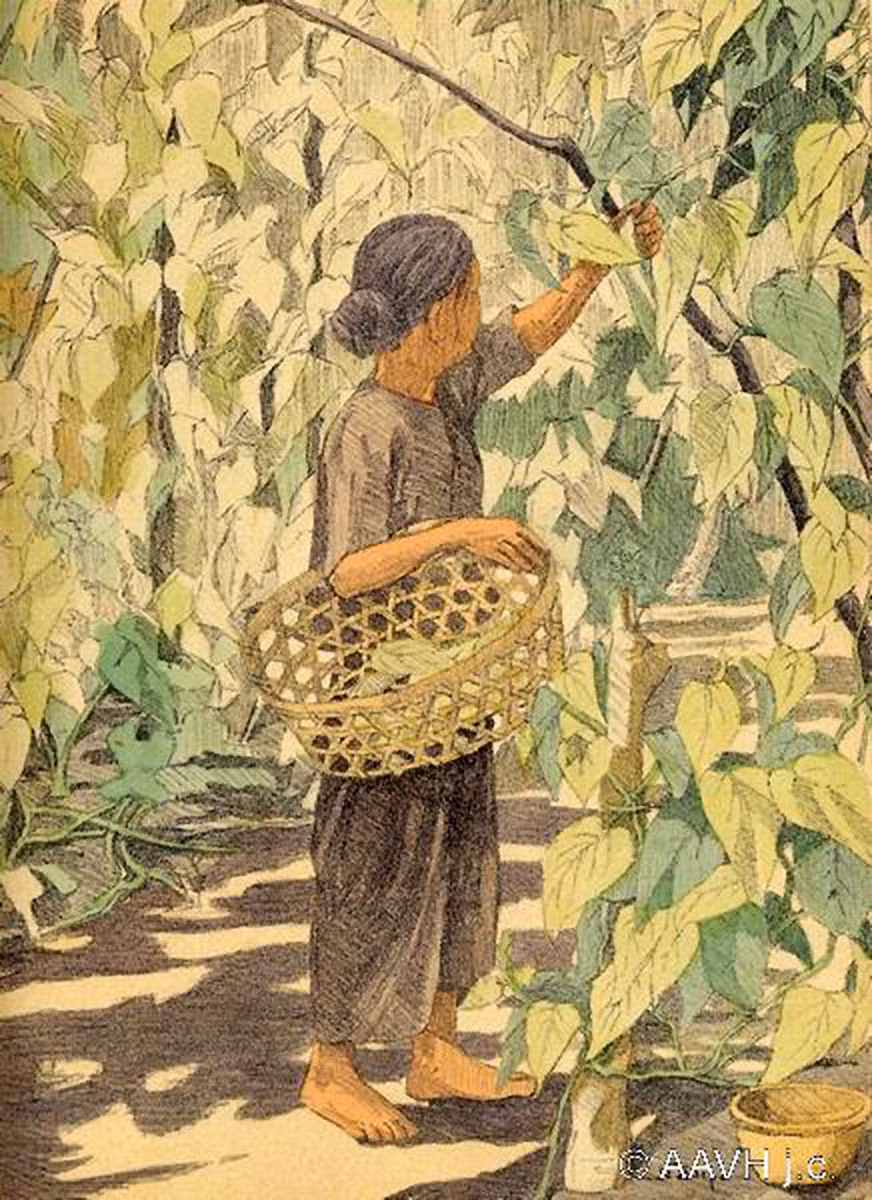 Bà lão hái lá trầu không.