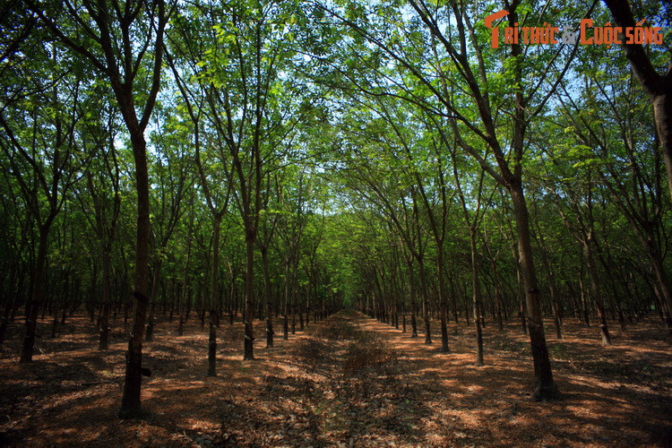 Khung cảnh trong rừng cao su ở huyện Bù Đăng. Bình Phước là tỉnh đứng đầu cả nước về diện tích trồng cây cao su, và Bù Đăng là huyện trồng nhiều cao su nhất tỉnh này.