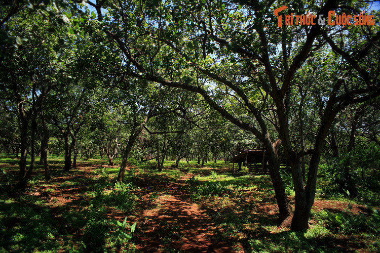 Trong một vườn trồng điều ở xã Bom Bo, huyện Bù Đăng. Bên cạnh thế mạnh về cây cao su, Bình Phước còn được ví như "thủ phủ điều", với tổng diện tích trồng điều chiếm khoảng 50% của cả nước.