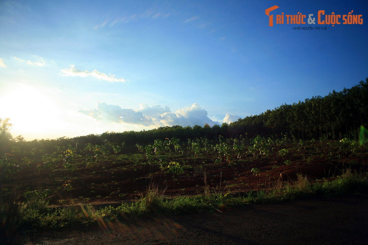 Một khu vực ươm cây điều non ở huyện Bù Đăng.