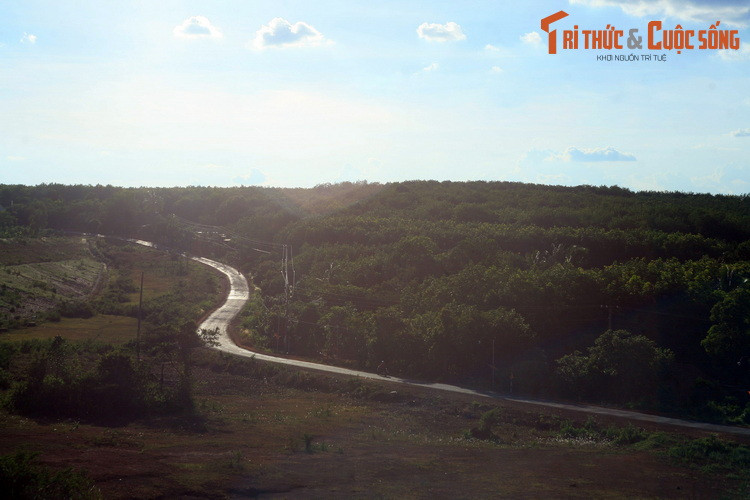 Một đoạn Quốc lộ 14 uốn lượn qua những khu vườn trồng điều bạt ngàn ở tỉnh Bình Phước.