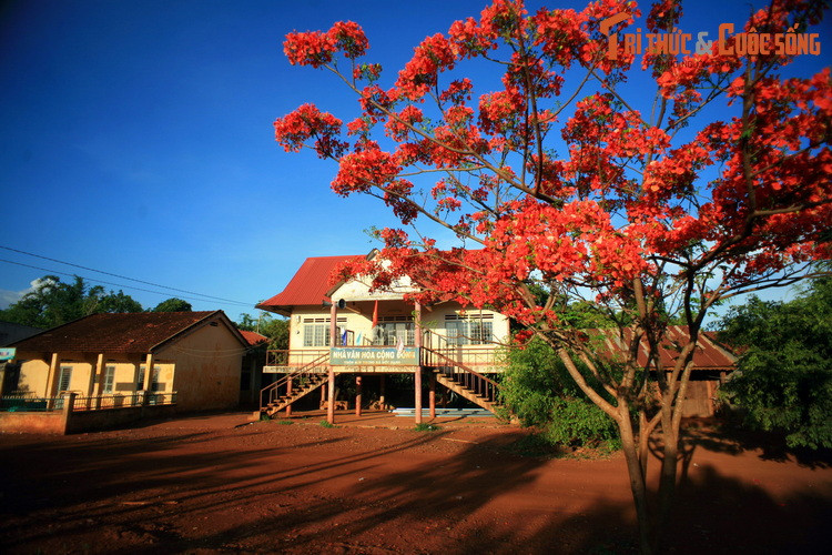 Hoa phượng nở đỏ rực trước nhà văn hóa cộng động thôn Sơn Trung, xã Đức Hạnh, huyện Bù Gia Mập.