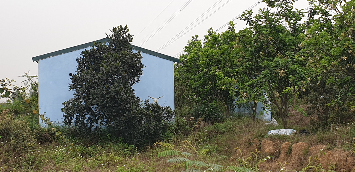 Ông Tâm cũng khẳng định trên đất trồng cây không có công trình xây dựng dù thực tế tại vườn hoa hồ Yên Dưỡng đã xuất hiện 2 căn nhà kiên cố và những bức tượng "khổng lồ" được dựng lên trái phép.